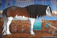 Horse Color:Bay Splash 