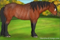 Horse Color:Brown Rabicano 