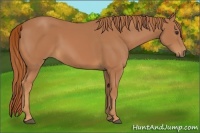 Horse Color:Chestnut Rabicano 