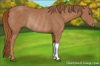Horse Color:Chestnut Rabicano 
