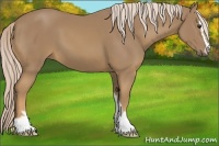 Horse Color:Palomino Sabino