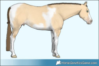Horse Color:Amber Cream Champagne Dun Tobiano Frame Rabicano