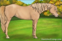 Horse Color:Gold Champagne 