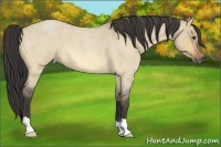 Horse Color:Buckskin Roan Dun 