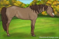 Horse Color:Liver Red Dun 