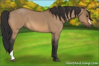 Horse Color:Bay Roan Dun 