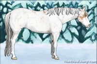 Horse Color:Amber Champagne Sabino 