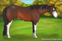 Horse Color:Bay Sabino 