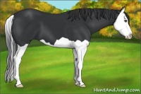Horse Color:Black Splash 