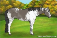 Horse Color:White Spotted Smoky Grullo