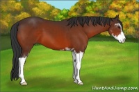 Horse Color:Bay Sabino