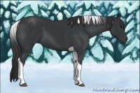 Horse Color:Black Tobiano 
