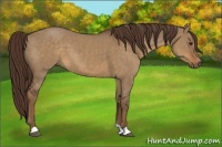 Horse Color:Liver Red Dun 