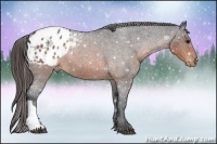 Horse Color:Brown Roan Varnish
