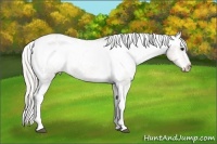 Horse Color:White Spotted Silver Smoky Black Appaloosa