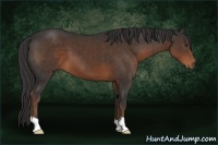Horse Color:Liver Chestnut 