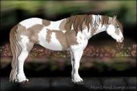 Horse Color:Liver Chestnut Splash Tobiano Rabicano 