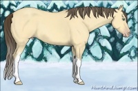 Horse Color:Amber Cream Champagne Dun Sabino Tobiano 