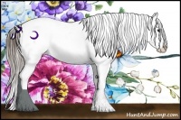 Horse Color:Buckskin Appaloosa 