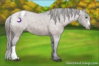 Horse Color:Buckskin Ice Varnish 