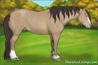 Horse Color:Sable Cream Champagne Sabino 