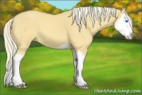 Horse Color:Palomino Splash
