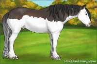 Horse Color:Buckskin Splash 