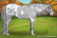 Horse Color:White Spotted Black Sabino Frame Appaloosa 