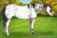 Horse Color:White Spotted Bay Roan Splash Frame Appaloosa 