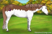 Horse Color:Chestnut Splash 