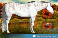 Horse Color:Bay Dun Sabino Splash