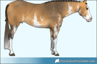 Horse Color:White Spotted Buckskin Splash