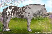 Horse Color:Liver Chestnut Appaloosa