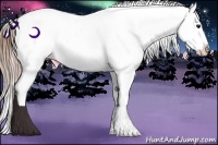 Horse Color:Brown Ice Pearl Appaloosa