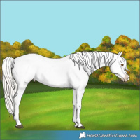 Horse Color:White Spotted Silver Black Pearl Appaloosa 