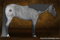 Horse Color:Blue Roan Sabino