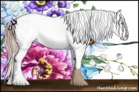 Horse Color:Buckskin Pearl Appaloosa Rabicano 