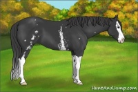 Horse Color:White Spotted Smoky Black Splash 