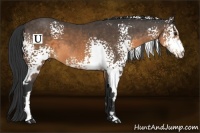 Horse Color:White Spotted Buckskin Frame