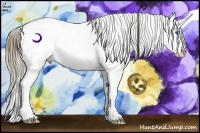 Horse Color:Buckskin Splash Appaloosa 