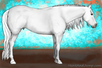 Horse Color:Gray White Spotted Brown Splash Appaloosa 