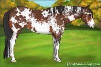Horse Color:White Spotted Bay Frame 