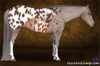 Horse Color:Bay Appaloosa 
