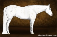 Horse Color:Silver Perlino Roan Splash Appaloosa 