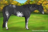 Horse Color:White Spotted Black 