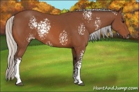 Horse Color:White Spotted Silver Bay 