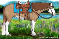 Horse Color:Red Dun Sabino Splash 