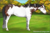 Horse Color:White Spotted Bay Frame