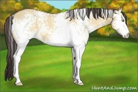 Horse Color:White Spotted Amber Champagne Dun