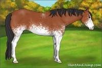 Horse Color:White Spotted Bay 